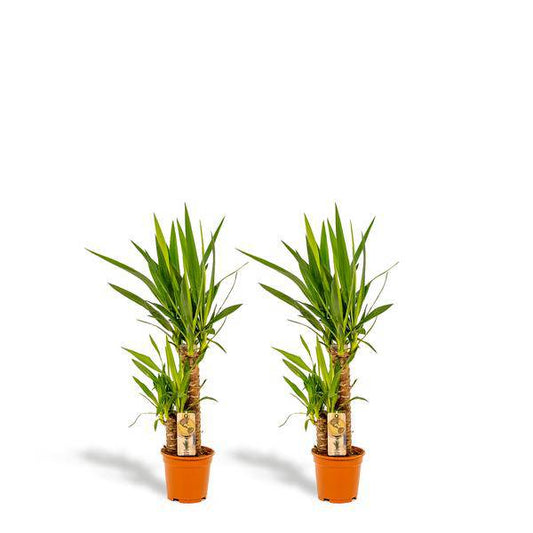 2x Yucca - ↨90cm - Ø17cm - Oasis of Life