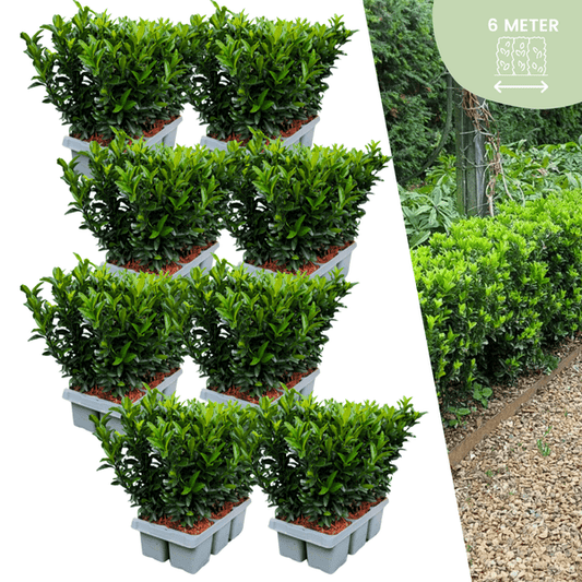 Euonymus 'Green Spire' - Japanischer Spindelstrauch - Ø7cm - ↕15cm - 48 Stück