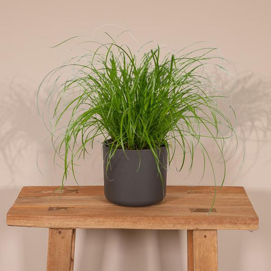 Katzengras – Cyperus alternifolius – Ø12cm x H20cm – Wechselblättriges Zyperngras als Zimmerpflanze – Ungiftig für Katzen – Im Pflanztopf – Direkt aus der Gärtnerei