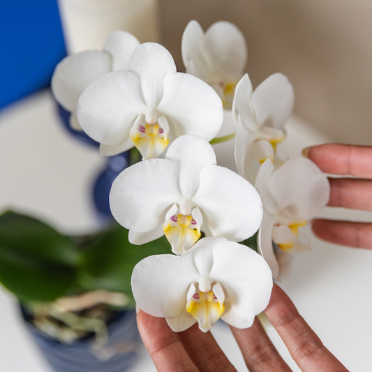 weiße Phalaenopsis-Orchidee - Amabilis - Topfgröße Ø9cm | blühende Zimmerpflanze - frisch vom Züchter - Oasis of Life