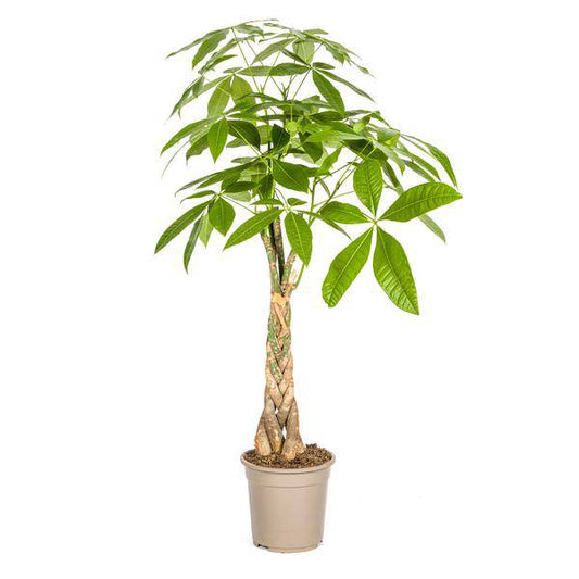 Pachira Aquatica – Glückskastanie – Geldbaum – Zimmerpflanze Ø21cm ↕90-110cm – Geflochtener Stamm – Pflegeleicht 