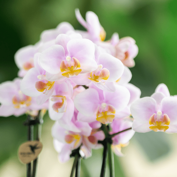 Set aus Rosa Orchidee Andorra und Sukkulente im Sandfarbenen Tube-Dekotopf - Topfgröße Ø9cm | Blühende Zimmerpflanze - Frisch vom Züchter - Oasis of Life