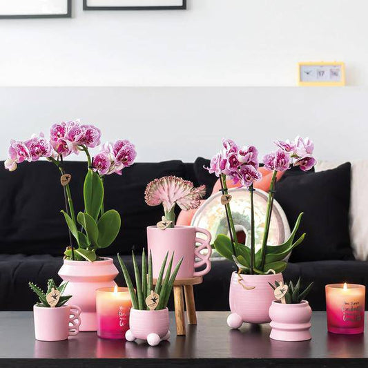 COMBI DEAL von 2 rosa lilafarbenen Phalaenopsis Orchideen - El Salvador - Topfgröße Ø9cm | blühende Zimmerpflanze - frisch vom Züchter - Oasis of Life