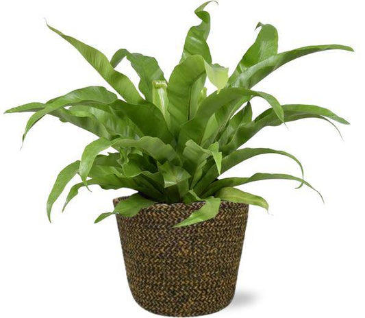 Asplenium Antiquum Nestfarn – Ø17 cm – ca. 45 cm hoch – Inklusive Topf Selin Schwarz Ø18x16 cm – Stilvolle Zimmerpflanze für Wohnzimmer & Büro 