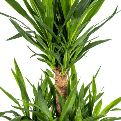 Yucca Elephantipes Ø30cm - ↕100cm - Oasis of Life