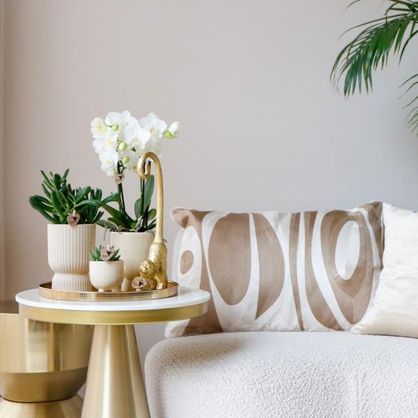 Komplettes Pflanzenset Luxury Living | Grünpflanzen mit weißer Phalaenopsis-Orchidee inkl. Keramik-Ziertöpfe und Zubehör - Oasis of Life