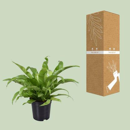 Nestfarn - Asplenium Antiquum - Zimmerpflanze - Ø17cm - ↕45cm