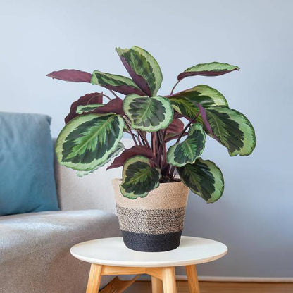 Calathea Medaillon 65cm – Korbmarante Zimmerpflanze Ø21cm im schwarzen Jutekorb Lissabon – tropische Grünpflanze mit dekorativen Blättern 