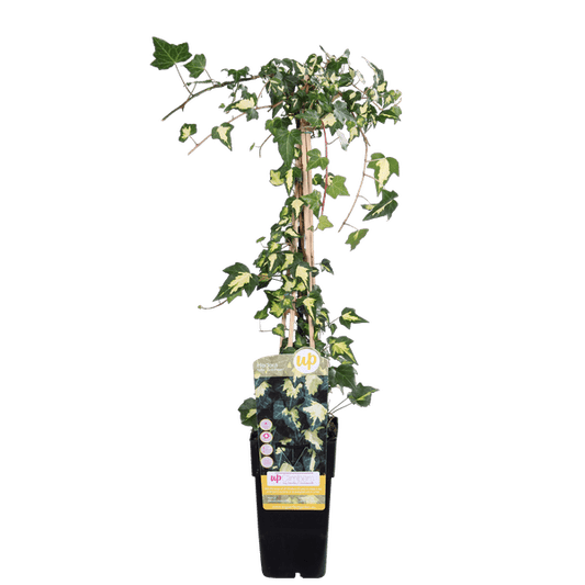 Buntlaubiger Kaukasischer Efeu - Hedera colchica 'Dentata Variegata' - Ø15cm - ↕65cm