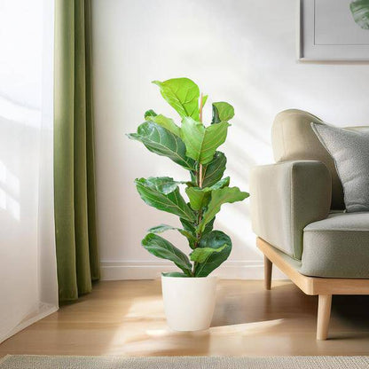 Ficus Lyrata – Geigen-Feige – Zimmerpflanze ↕80cm – Ø21cm – große Blätter – inklusive nachhaltigem Viber Topf Weiß – dekorative Grünpflanze für Zuhause und Büro