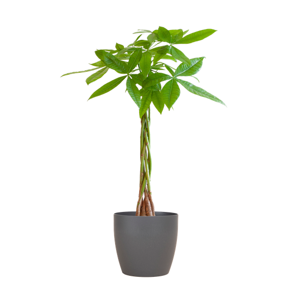 Pachira Aquatica - Glückskastanie - Zimmerpflanze - ↕80cm - Ø21cm + TopfViber Grau