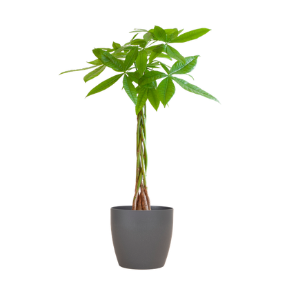 Pachira Aquatica - Glückskastanie - Zimmerpflanze - ↕80cm - Ø21cm + TopfViber Grau