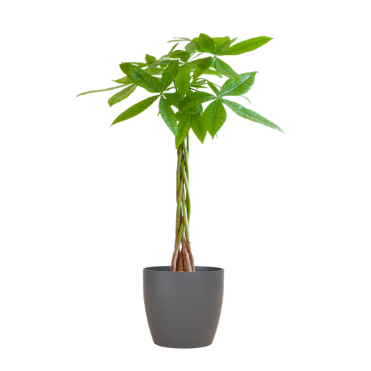 Pachira Aquatica 80cm – Glückskastanie Geldbaum Zimmerpflanze Ø21cm – pflegeleichte Pflanze mit geflochtenem Stamm im nachhaltigen Viber Grau Topf – dekorative luftreinigende Zimmerpflanze 