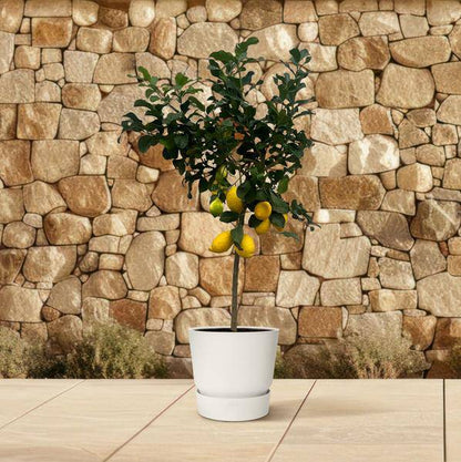 Zitronenbaum - Citrus Lemon - ↕150cm - Ø24cm