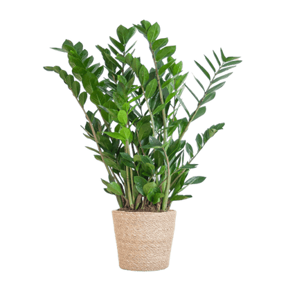 Zamioculcas Zamiifolia - Glücksfeder - Zimmerpflanze ↕80cm - Ø21cm + Korb Sofia Natur