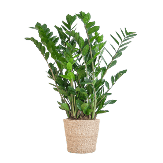 Zamioculcas Zamiifolia - Glücksfeder - Zimmerpflanze ↕80cm - Ø21cm + Korb Sofia Natur