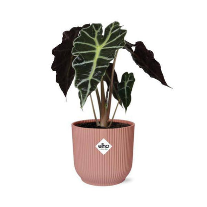 Elefantenohr - Alocasia Polly - Zimmerpflanze + Topf Vibes Falten 14cm Rosa