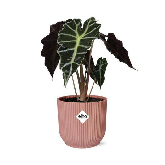 Elefantenohr - Alocasia Polly - Zimmerpflanze + Topf Vibes Falten 14cm Rosa