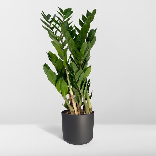 Zamioculcas Zamiifolia - Ø17cm - ↕70cm - Oasis of Life