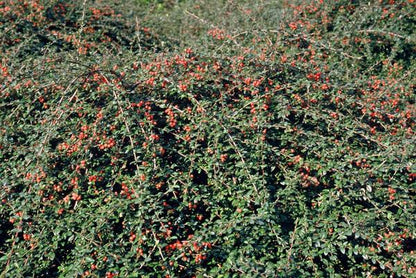 Teppichmispel Cotoneaster suecicus 'Coral Beauty' – ↕10-25cm – Ø9cm – 6 Pflanzen – Winterharter Bodendecker – Niedrig wachsend – Sonne & Schatten – Pflegeleicht