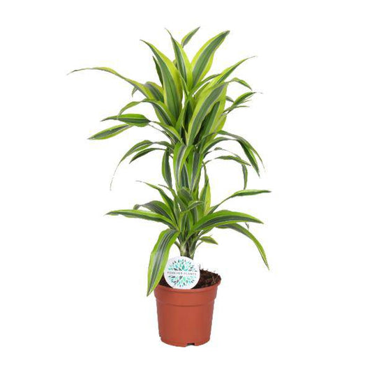 Drachenbaum Dracaena Lemon Lime – Zimmerpflanze – Ø17cm  – ↕65cm – Gelb-grün gestreifte Blätter – Luftreinigend & Pflegeleicht 