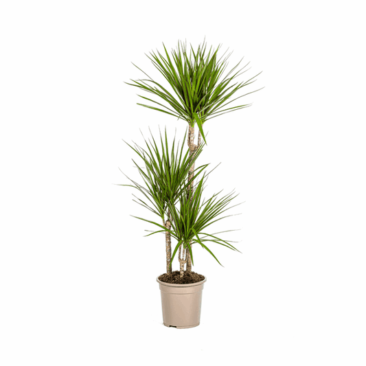 Dracaena Marginata Grün Ø21cm - ↕110 - 130cm