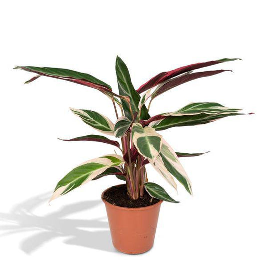 Calathea Triostar - Pfauenpflanzet - Ø19cm - ↕70cm - Oasis of Life