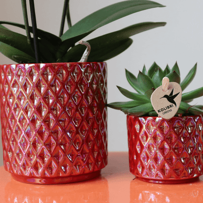 Phalaenopsis Orchidee ‘Congo’ Rot – Zimmerpflanze mit 2–3 Blütenstielen – Im Diamond Pearl Ziertopf Rot Ø9cm – Multiflora-Orchidee für modernes Interieur 