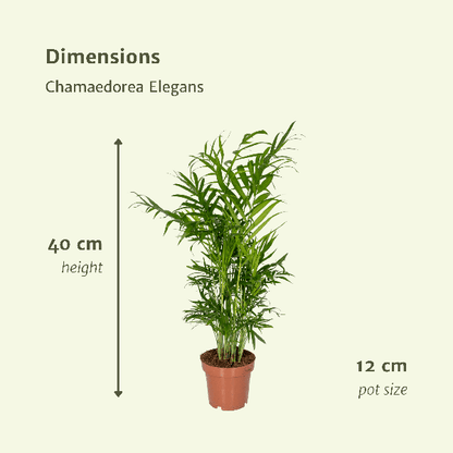 Mexikanische Bergpalme - Chamaedorea Elegans - Zimmerpflanze - Ø12cm - ↕40cm - 2 Stück