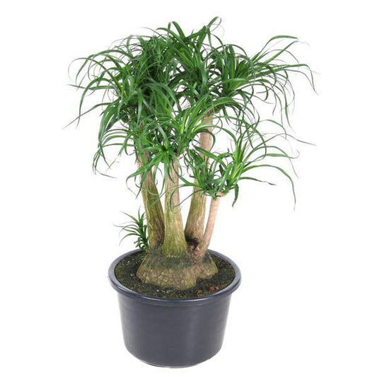 Beaucarnea – Klumpstamm 110cm – Ø41cm – Zimmerpflanze mit exotischem Look – Elefantenfuß mit dickem Stamm & langen Blättern – Pflegeleichte Grünpflanze für Wohnzimmer, Büro & Wintergarten 