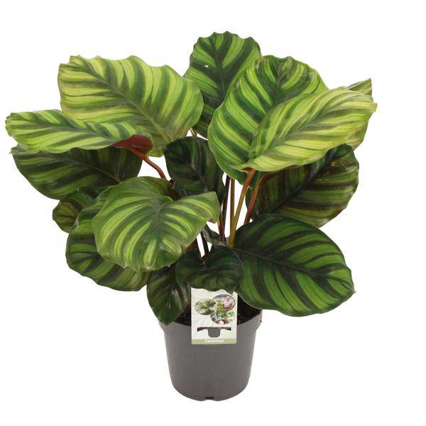Calathea fasciata – Korbmarante – Zimmerpflanze – Ø14cm – Höhe ca. 50cm – Exotische Blattschmuckpflanze – Pflegeleicht & luftreinigend – Für Wohnzimmer & Büro 