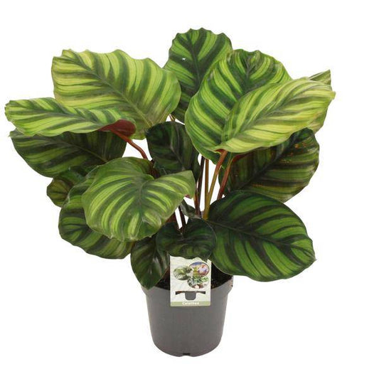 Calathea fasciata – Korbmarante – Zimmerpflanze – Ø14cm – Höhe ca. 50cm – Exotische Blattschmuckpflanze – Pflegeleicht & luftreinigend – Für Wohnzimmer & Büro 
