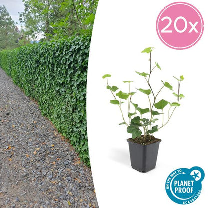 Großblättriger Irischer Efeu Hedera Hibernica – 20 Pflanzen – Kletterpflanze & Bodendecker – pflegeleicht & vielseitig – ↕10-25cm – Ø9cm