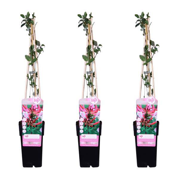 Wald Geißblatt - Lonicera periclymenum 'Serotina' - ↨65cm - Ø15cm - 3 Stück