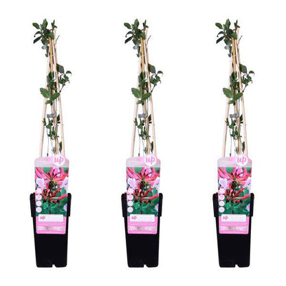 Wald Geißblatt - Lonicera periclymenum 'Serotina' - ↨65cm - Ø15cm - 3 Stück