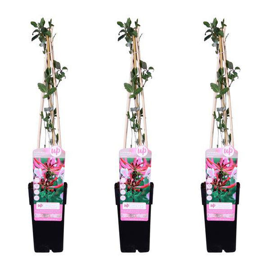 Wald Geißblatt - Lonicera periclymenum 'Serotina' - ↨65cm - Ø15cm - 3 Stück