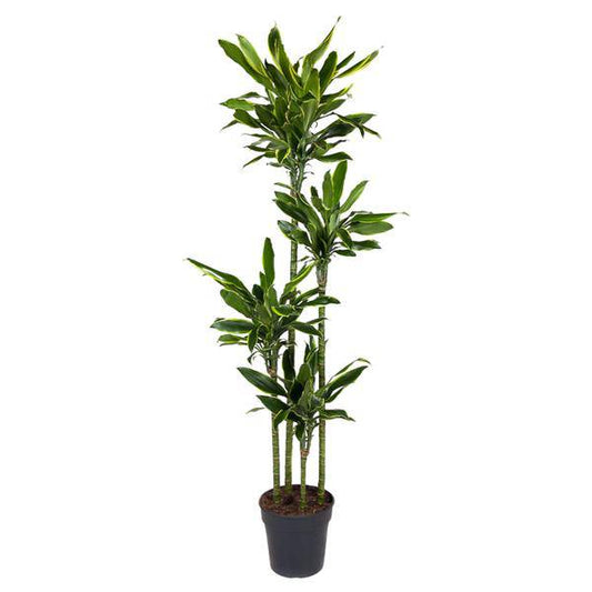 Drachenbaum – Dracaena Golden Coast 170cm – Ø27cm – Exotische Zimmerpflanze mit grünen und goldenen Blättern – Pflegeleichte Grünpflanze für Büro, Wohnzimmer & Wintergarten 