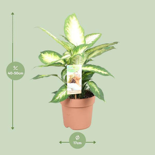 Dieffenbachie Camilla – Zimmerpflanze – Ø17cm – ↕45cm – Dekorative Blattpflanze mit gemustertem Laub – Pflegeleicht & für Halbschatten geeignet