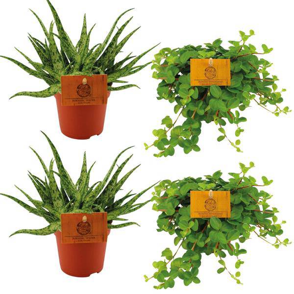 2x Aloe Spider + 2x Peperomia Rotundifolia - Zimmerpflanze - Ø10.5cm - ↕10cm