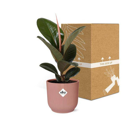 Gummibaum - Ficus Elastica 'Robusta' - Zimmerpflanze + Topf Vibes Fold 14cm Rosa