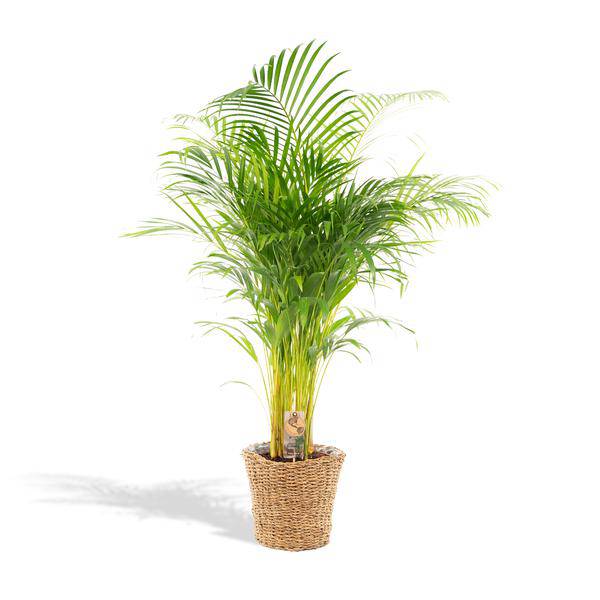 Areca mit Korb - ↨130cm - Ø24cm - Oasis of Life