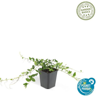 Weißes Immergrün - Vinca minor 'Alba' - ↕10-25cm - Ø9cm - 12 Stück