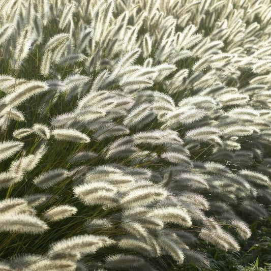 Lampenputzergras Pennisetum alopecuroides 'Hameln' – ↕10-25cm – Ø9cm – 6 Pflanzen – Cremige Blüten von August–Herbst – Pflegeleichtes Ziergras für Garten & Pflanzgefäße