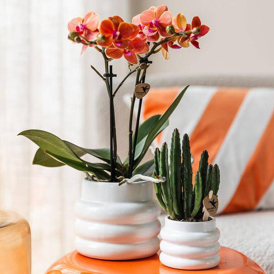 Phalaenopsis Orchidee Mineral Bolzano Orange – Zimmerpflanze mit 2–3 Zweigen – Inklusive Bubble Keramiktopf Weiß Ø9cm – Edle Orchidee für Wohnzimmer, Esszimmer & Büro 