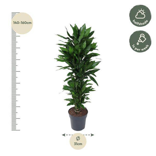 Drachenbaum – Dracaena Janet Lind 130cm – Ø31cm – Zimmerpflanze mit breiten dunkelgrünen Blättern – Pflegeleichte robuste Grünpflanze für Wohnzimmer, Büro & Wintergarten 