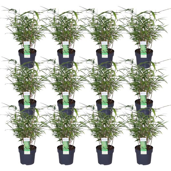 Schirmbambus Fargesia rufa – 4 Pflanzen – ca. 40cm hoch Ø14cm – Kompakter, horstbildender Bambus – Winterhart & pflegeleicht – Für Garten, Balkon & Teichrand