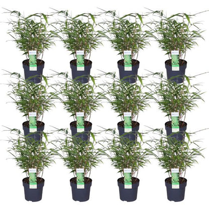 Schirmbambus Fargesia rufa – 4 Pflanzen – ca. 40cm hoch Ø14cm – Kompakter, horstbildender Bambus – Winterhart & pflegeleicht – Für Garten, Balkon & Teichrand