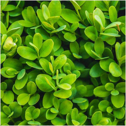 Buchsbaum - Buxus Sempervirens Hecke - 1 Meter  - ↕ 20 cm - Ø12 cm - 6 Pflanzen 