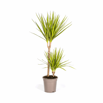 Dracaena Marginata Sonnenstrahl Ø19cm - ↕80-100cm