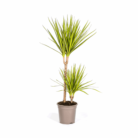 Dracaena Marginata Sonnenstrahl Ø19cm - ↕80-100cm